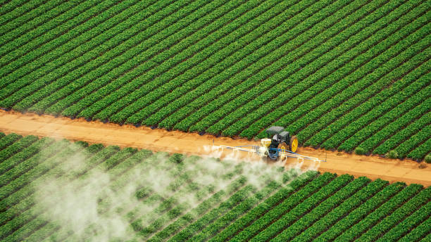Best Termite Control Services  in Mcgraw, NY