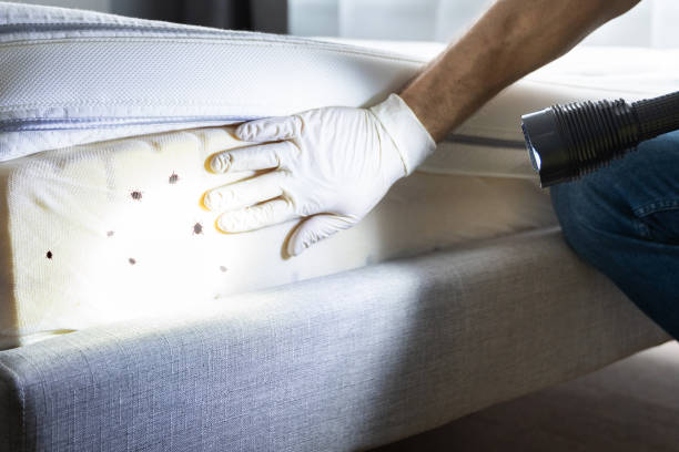 Best Wasp Removal Services  in Mcgraw, NY