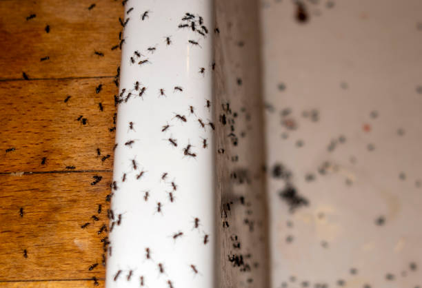 Best Local Pest Control Services  in Mcgraw, NY