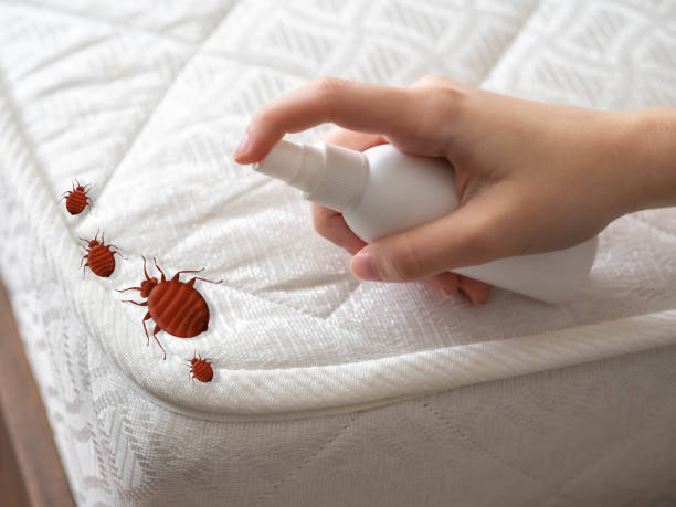 Best Ant Control Services  in Mcgraw, NY